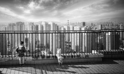 chicago skyline with dog on balcony - pet friendly houses for rent in chicago chicago skyline with dog on balcony - pet friendly houses for rent in chicago