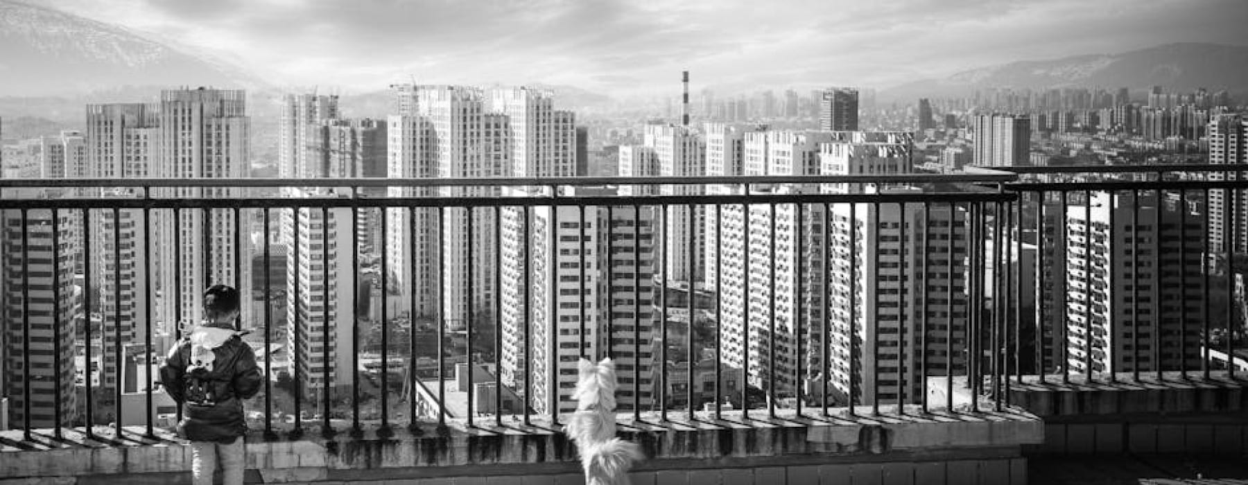 chicago skyline with dog on balcony - pet friendly houses for rent in chicago