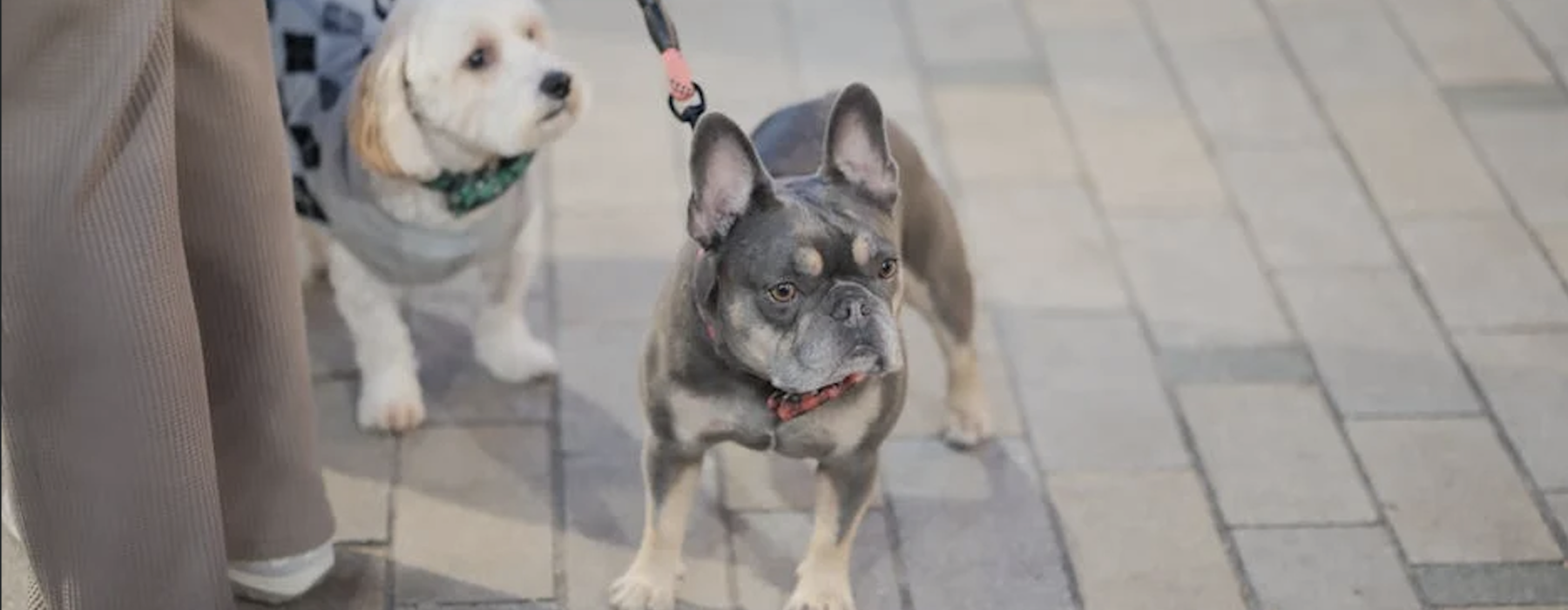 pet friendly rentals uptown