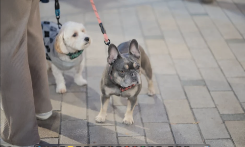 pet friendly rentals uptown