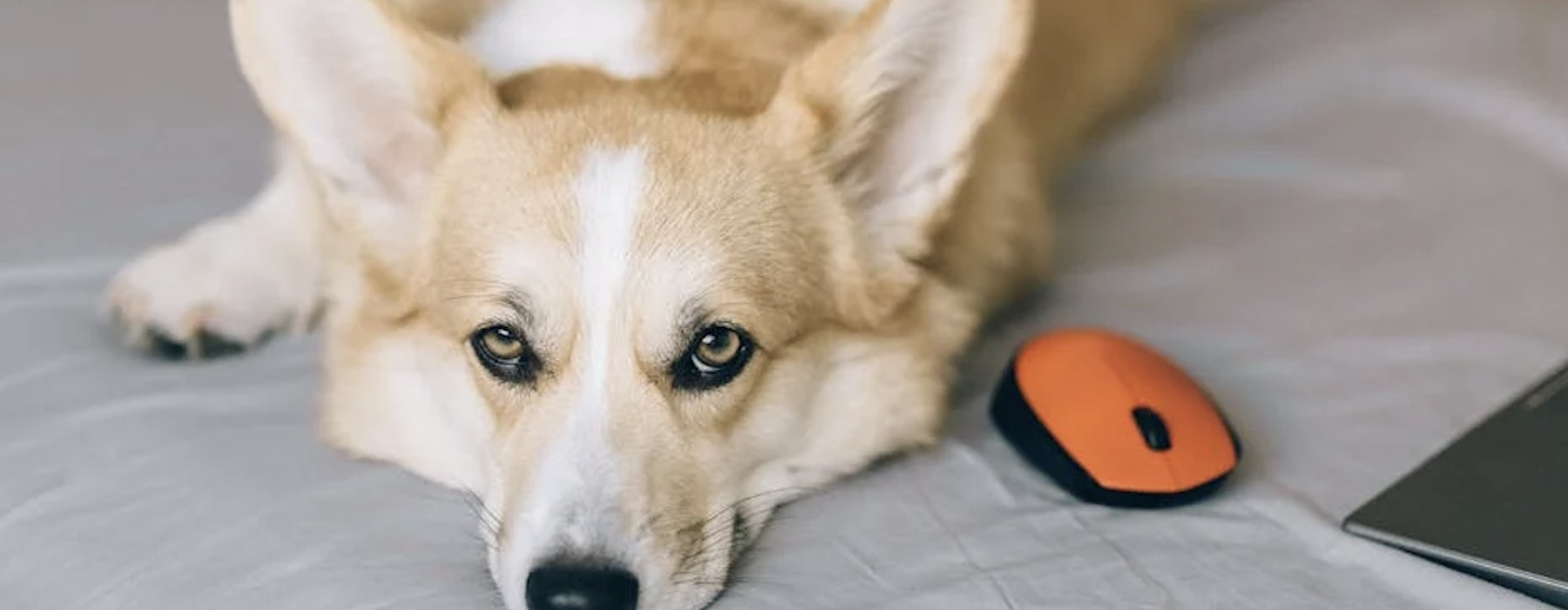 pet friendly corporate housing in chicago - corporate housing chicago pet friendly