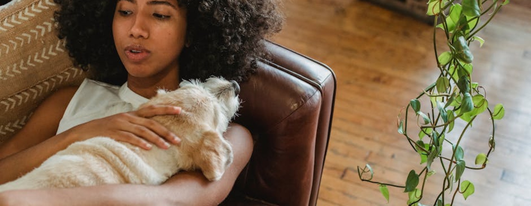 pet friendly apartments in garfield ridge chicago - pet friendly apartments in garfield ridge chicago