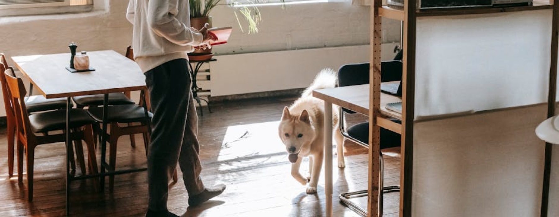 dog in modern apartment - apartment complexes near me that allow dogs