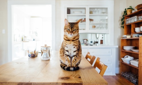 cat friendly apartments chicago - Cat-friendly apartments Chicago cat friendly apartments chicago - Cat-friendly apartments Chicago