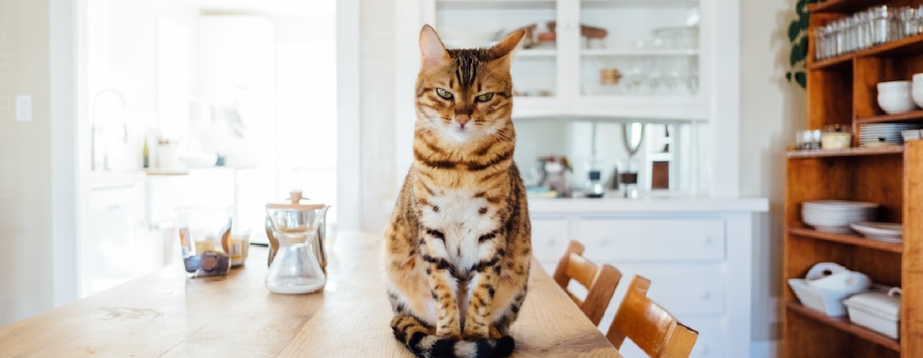 cat friendly apartments chicago - Cat-friendly apartments Chicago