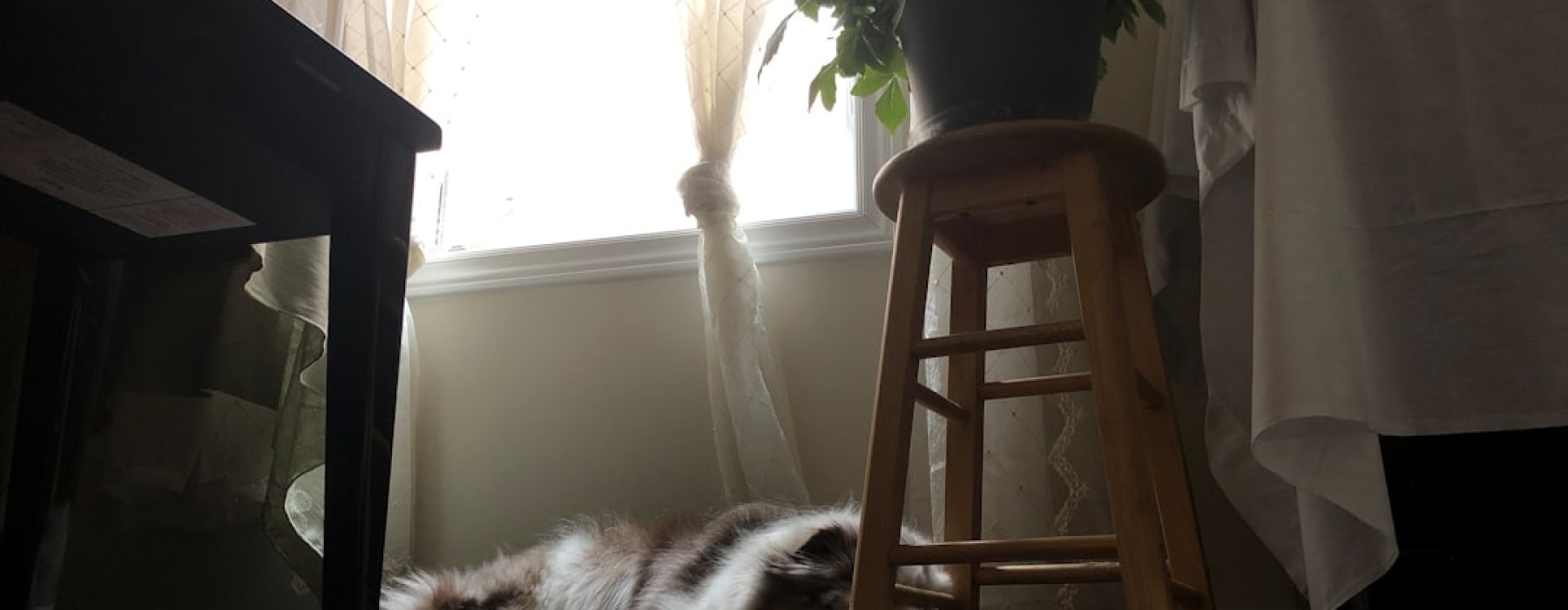 Rottweiler in apartment - apartments that allow rottweilers