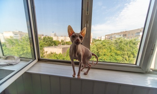 apartments that allow small dogs - apartments that allow small dogs apartments that allow small dogs - apartments that allow small dogs