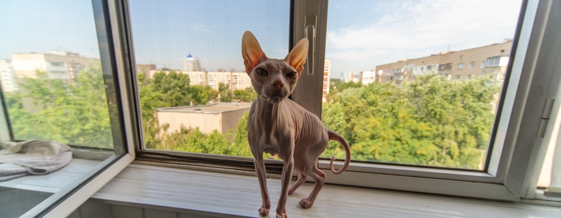 apartments that allow small dogs - apartments that allow small dogs