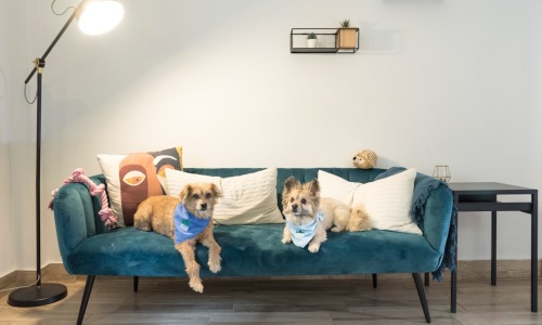 pet friendly housing in chicago - pet friendly housing in chicago pet friendly housing in chicago - pet friendly housing in chicago