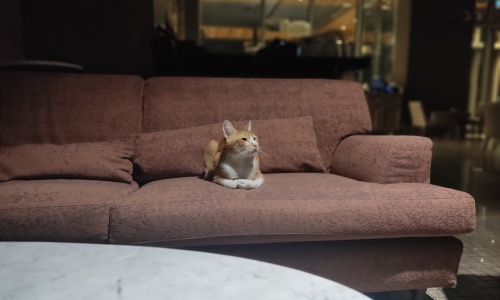 pet friendly apartments - pet friendly buildings pet friendly apartments - pet friendly buildings