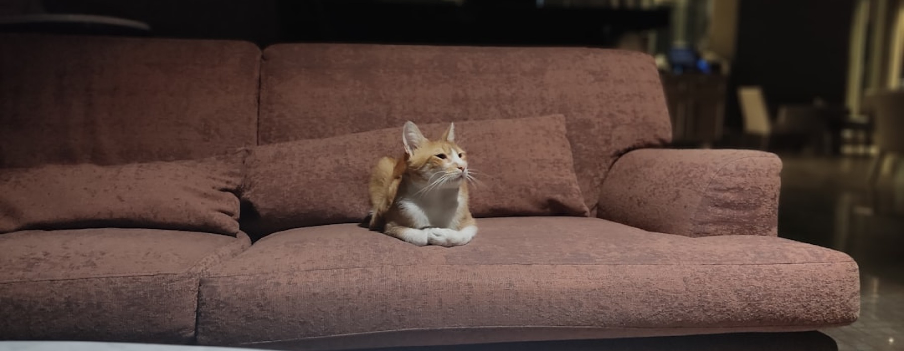 pet friendly apartments - pet friendly buildings