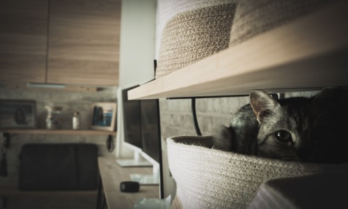 pet friendly basement apartment for rent - pet friendly basement apartment for rent