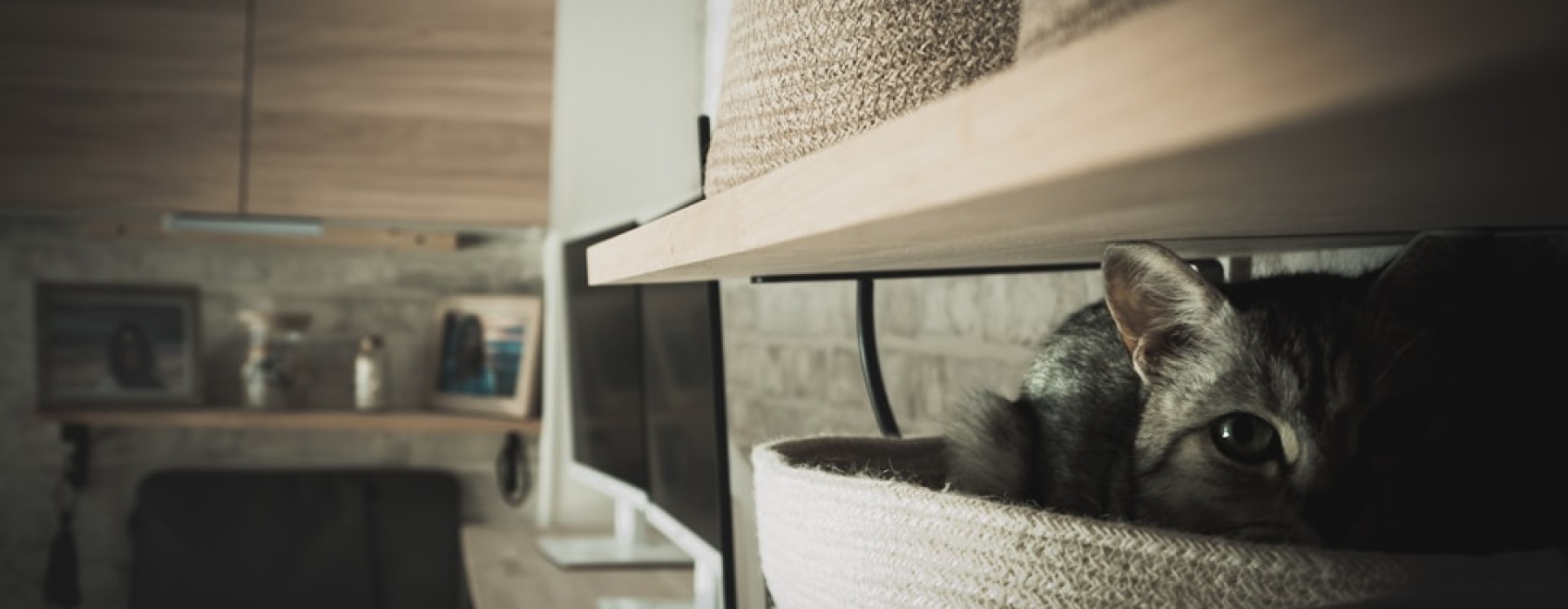 pet friendly basement apartment for rent - pet friendly basement apartment for rent