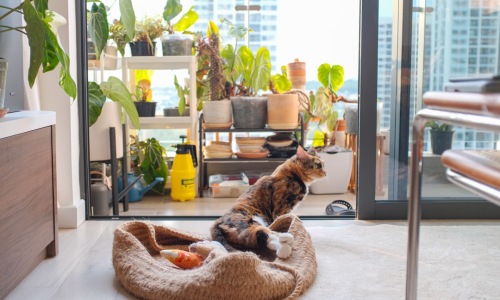 Dog-friendly apartments Chicago - Dog-friendly apartments Chicago Dog-friendly apartments Chicago - Dog-friendly apartments Chicago