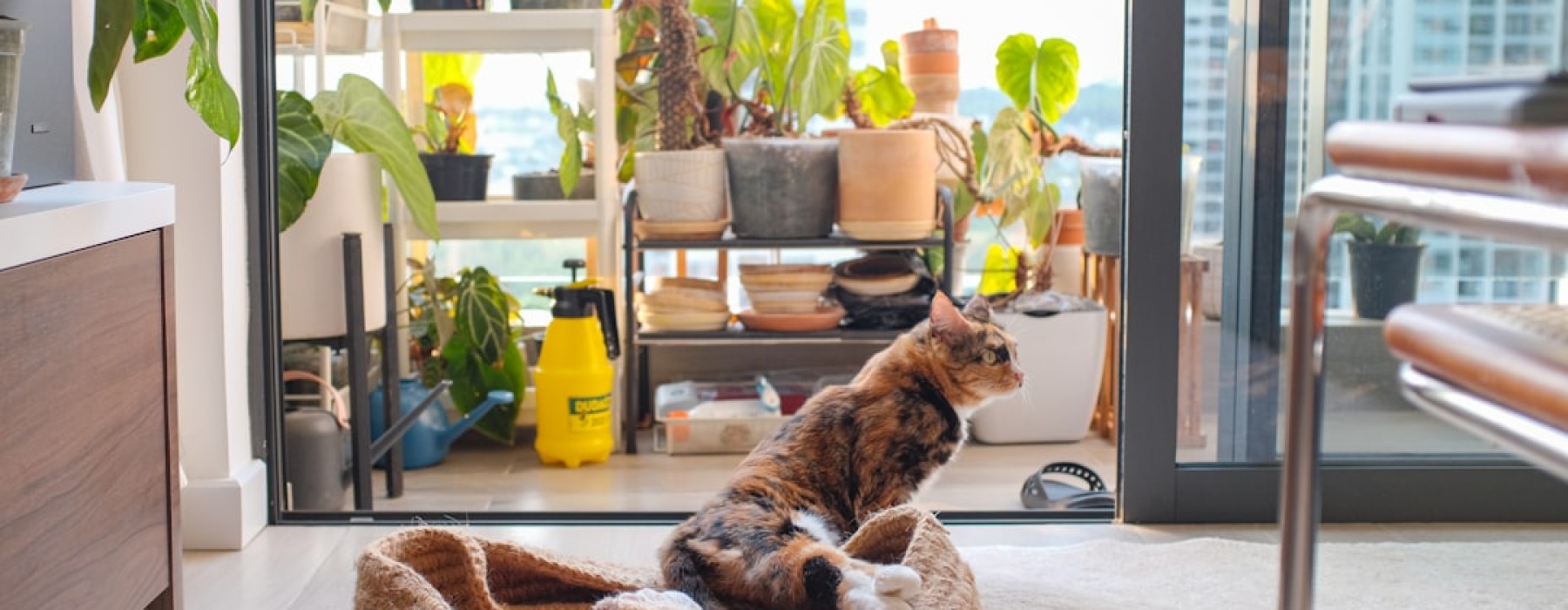 Dog-friendly apartments Chicago - Dog-friendly apartments Chicago