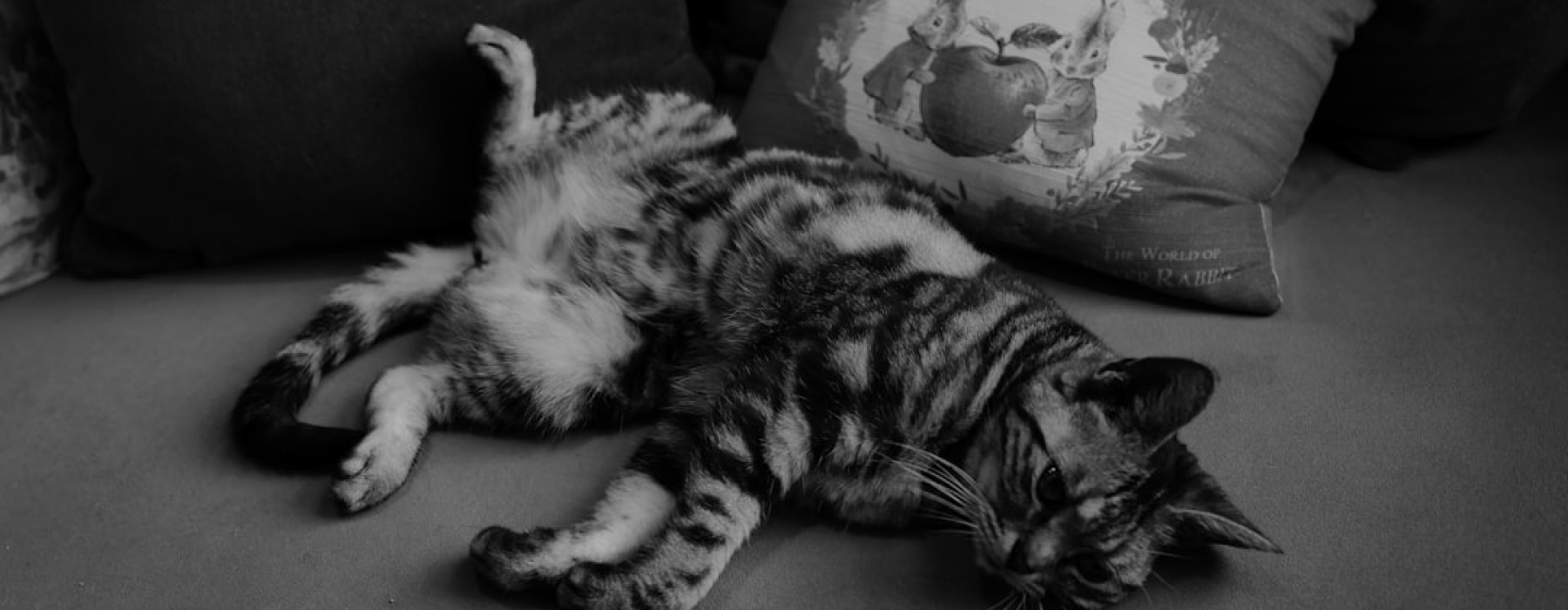 dog and cat relaxing in a stylish apartment living room - Pet friendly rental options