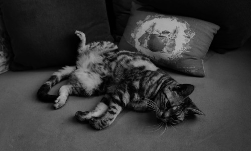 dog and cat relaxing in a stylish apartment living room - Pet friendly rental options